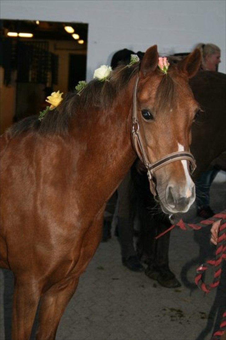Welsh Pony (sec B) Hedebo's Cindi - Min feminine lille ponyprut! <3 billede 7
