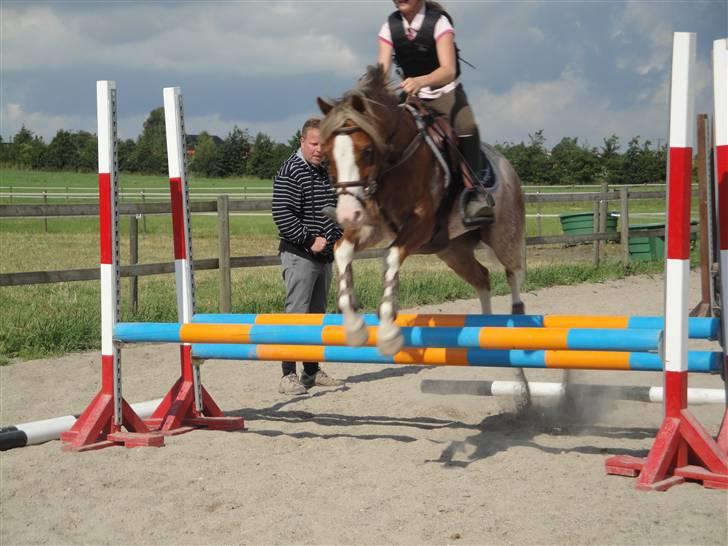 Welsh Pony af Cob-type (sec C) Bastiaan<3 - på ridelejr<3 springer serie<3 billede 12