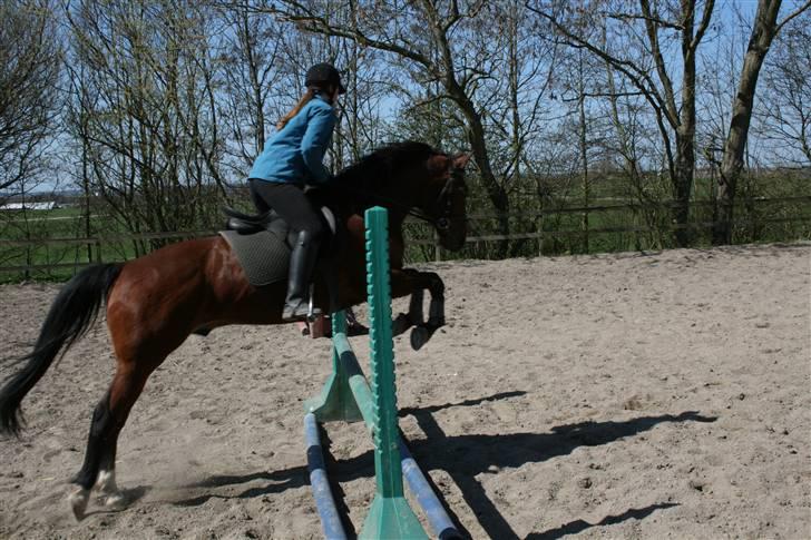 Anden særlig race Chivas *part* billede 18