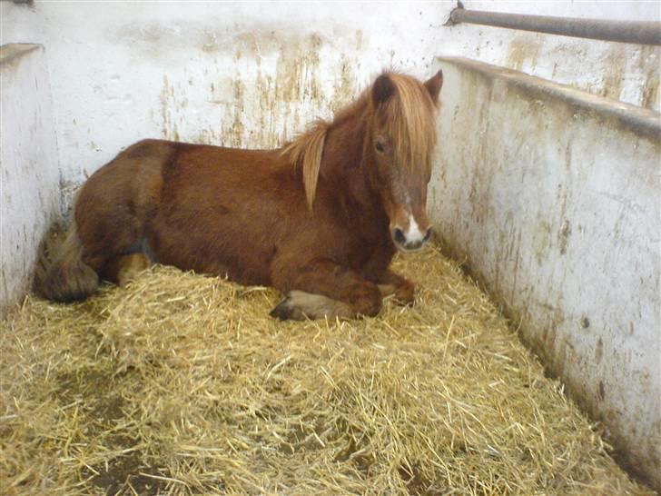 Islænder Neisti fra Essendrup død - Neisti på boks. Han hyggede sig vist. billede 16