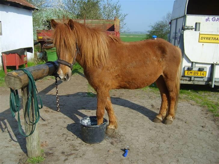 Islænder Neisti fra Essendrup død - Usel ser han ud, men meget har han været igennem. billede 19