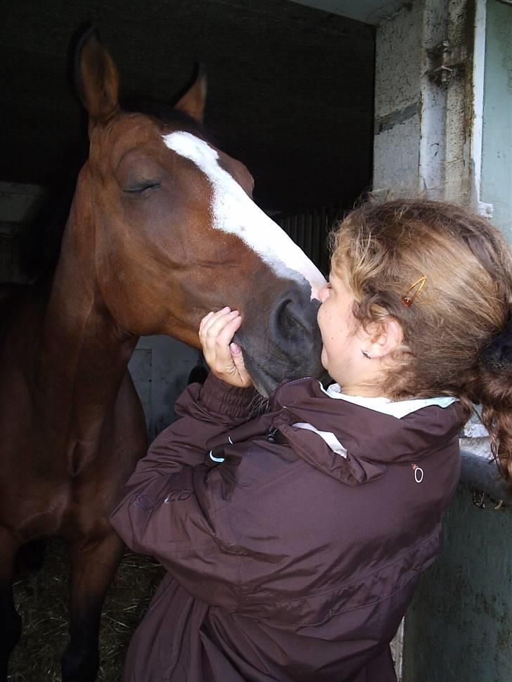 Trakehner Schamir von C -  Elsker Schamir "Det er da ægte kærlighed"  billede 18