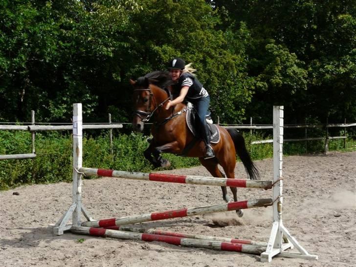 Anden særlig race Chanel - Solgt - lille hygge stævne på 90 cm. 1 plads. :D billede 18