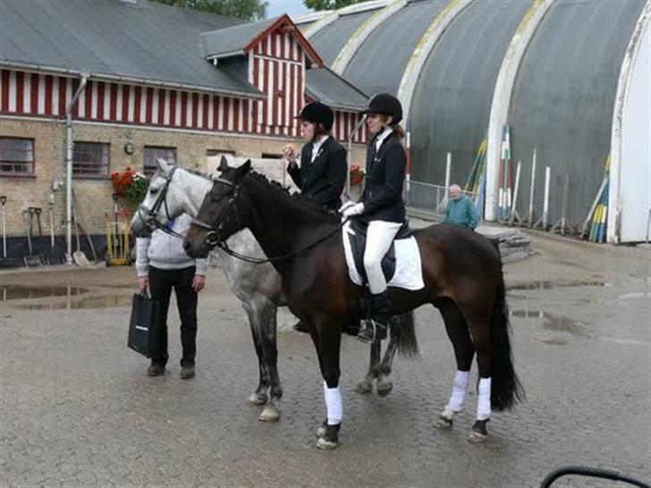 New Forest Gay Count Alexander billede 18