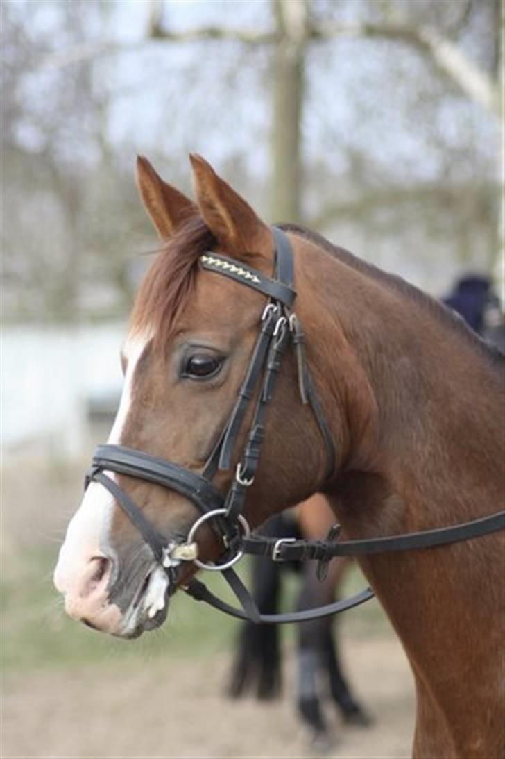 Welsh Pony (sec B) West Side Sweet Mafalda billede 3