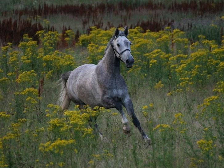 Anden særlig race LASGO - Las i galop op marken ;) Foto: Michael Robsøe billede 5