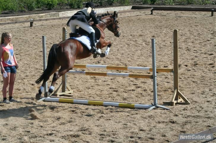 Anden særlig race Hildago *tidligere part* - opvarmning stævne i VAS foto: jessie H.  billede 5