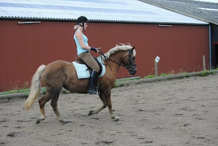 Haflinger Bosse  - Min drøøm!  billede 19