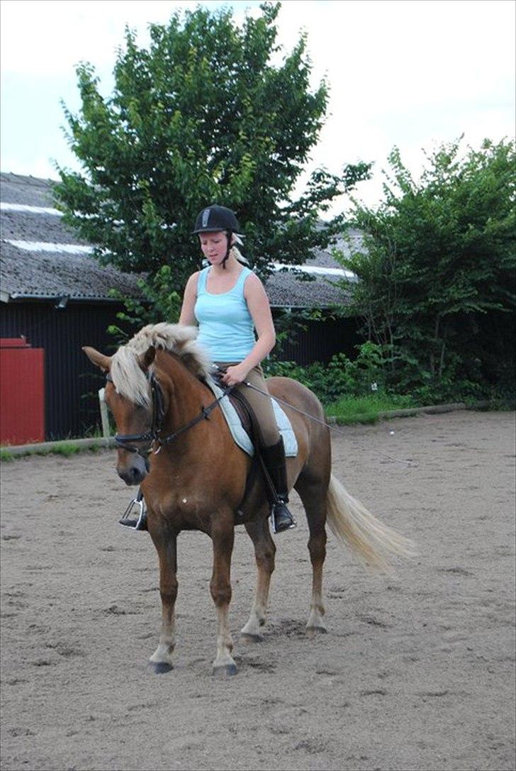 Haflinger Bosse  - Vi siger tak for denne gang - og på gensyn :-)  billede 20