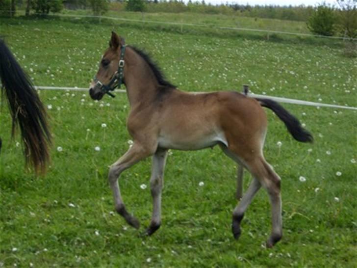 Dansk Varmblod Falcon - Lille baby billede 5