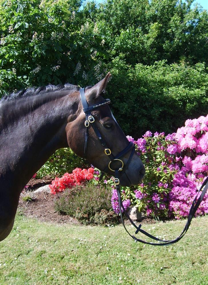 Anden særlig race Donald *søsters* *solgt* billede 1