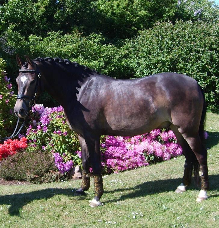 Anden særlig race Donald *søsters* *solgt* billede 2