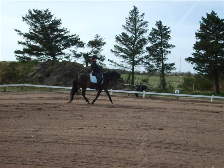 Anden særlig race Donald *søsters* *solgt* billede 3