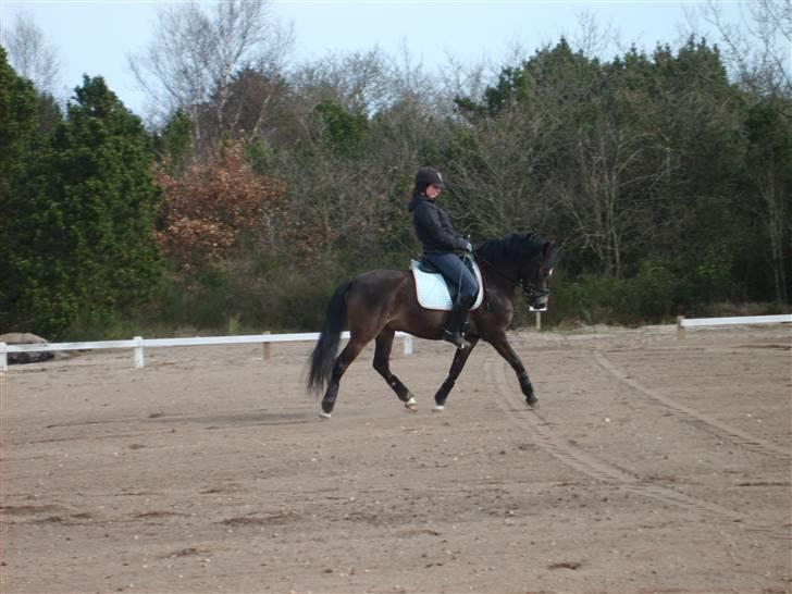 Anden særlig race Donald *søsters* *solgt* billede 4