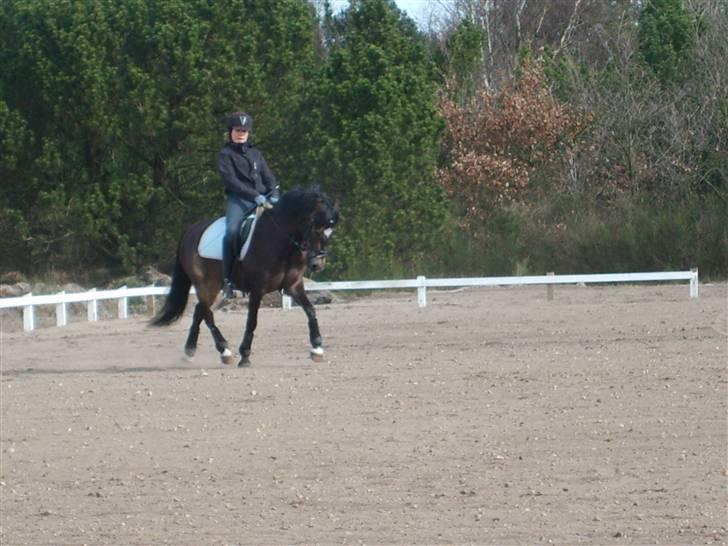 Anden særlig race Donald *søsters* *solgt* billede 5