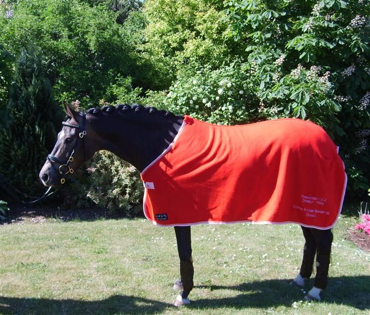 Anden særlig race Donald *søsters* *solgt* billede 6