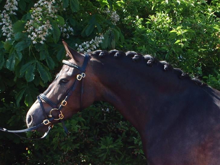 Anden særlig race Donald *søsters* *solgt* billede 7