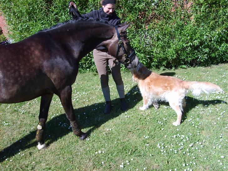 Anden særlig race Donald *søsters* *solgt* billede 8