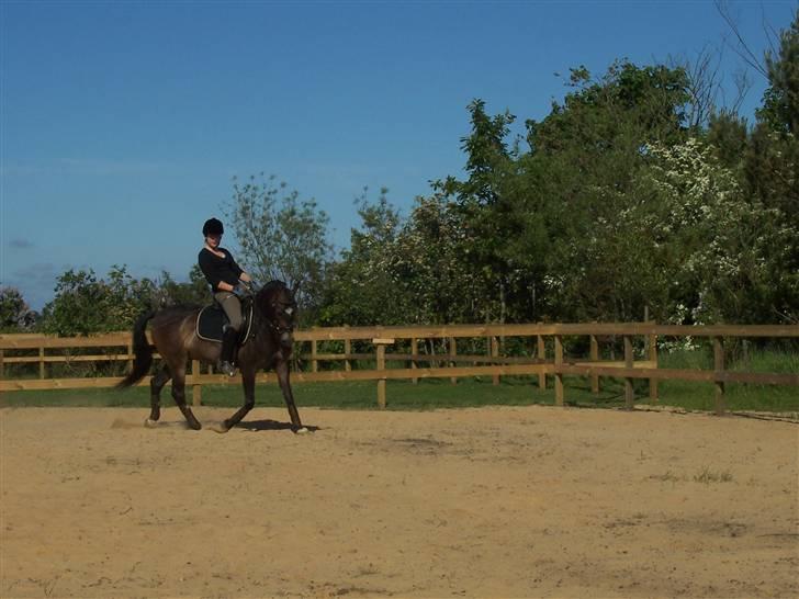 Anden særlig race Donald *søsters* *solgt* billede 9