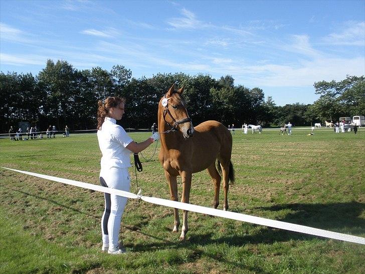 Anden særlig race Dyssegaardens Ameidy † - Store Hestedag 2010 billede 14