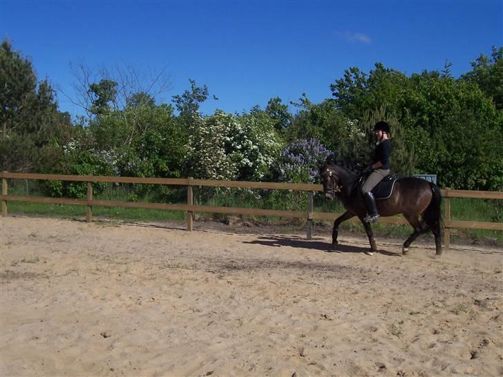 Anden særlig race Donald *søsters* *solgt* billede 10