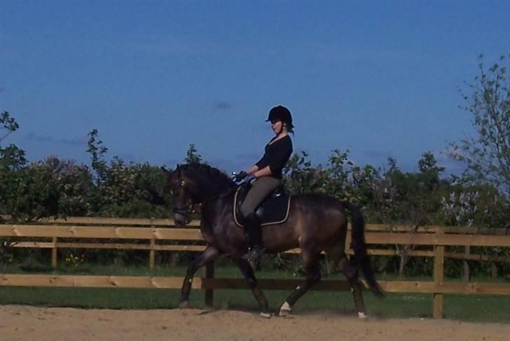 Anden særlig race Donald *søsters* *solgt* billede 11