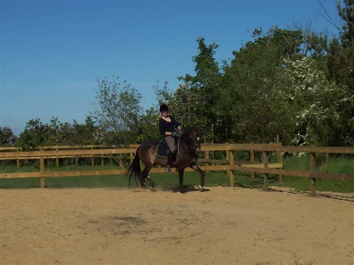 Anden særlig race Donald *søsters* *solgt* billede 12