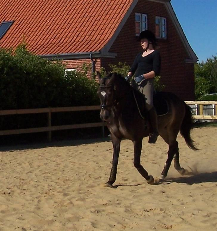 Anden særlig race Donald *søsters* *solgt* billede 13