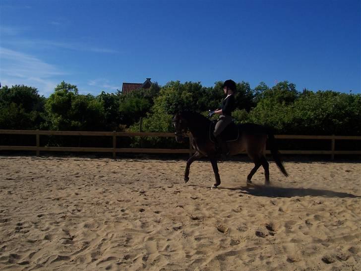 Anden særlig race Donald *søsters* *solgt* billede 14