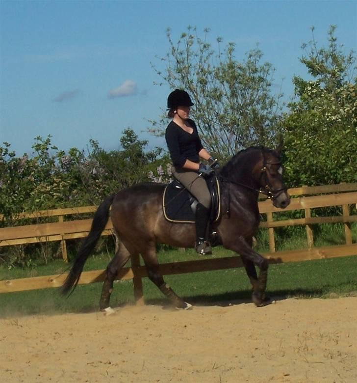 Anden særlig race Donald *søsters* *solgt* billede 15