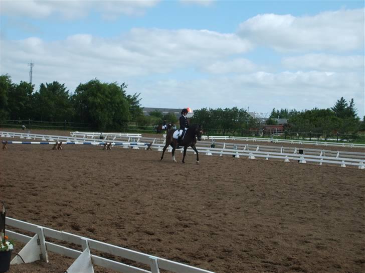 Anden særlig race Donald *søsters* *solgt* billede 16