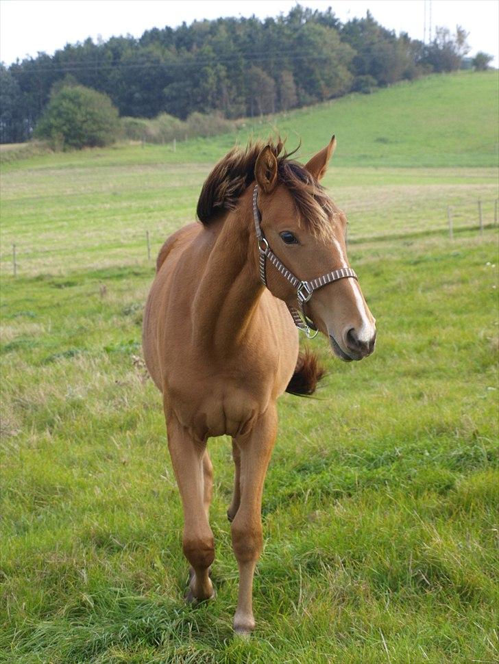 Anden særlig race Dyssegaardens Ameidy † - oktober 2010 billede 16