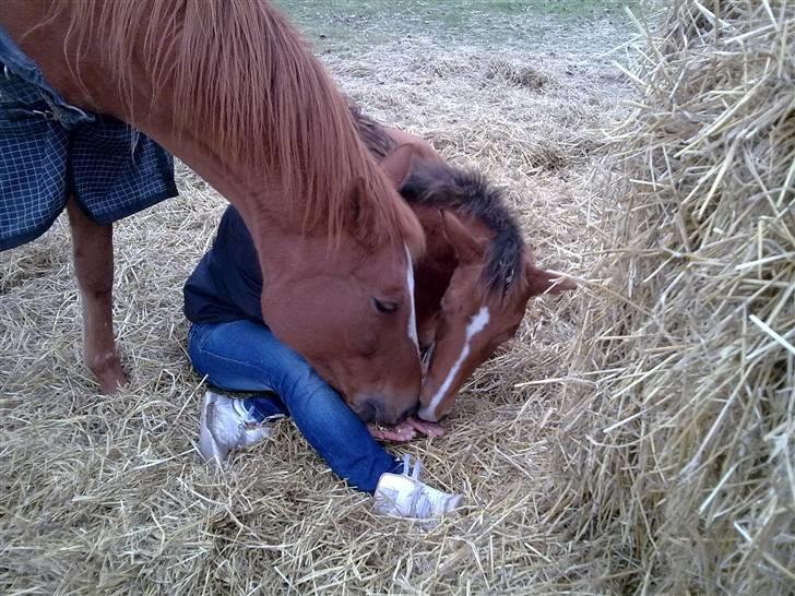 Anden særlig race Dyssegaardens Ameidy † - Hygge. billede 17