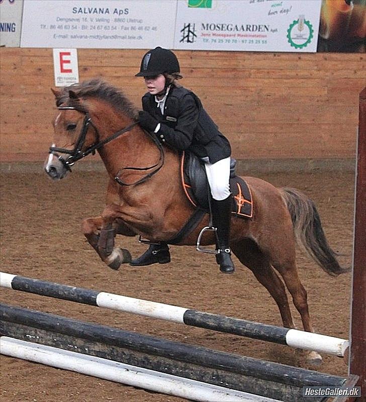 Welsh Pony (sec B) Hedebo's Cindi - Efter vi var begyndt til springundervisning kom der en del fart og vendinger på - det synes Cindi nu var noget så sjovt! :-D billede 10