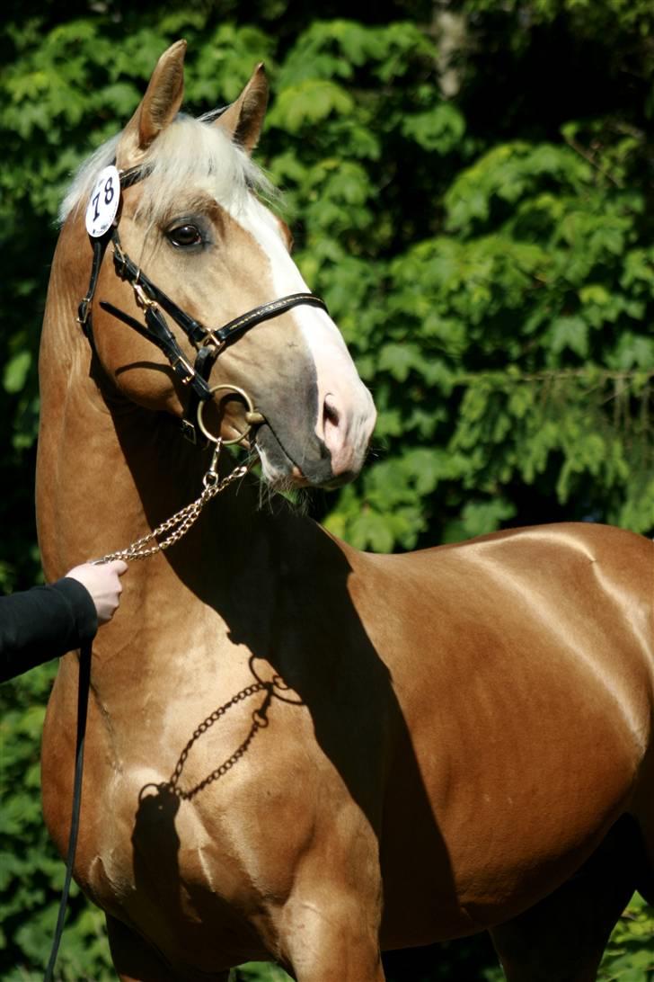 Palomino Lysgaards Cosmo billede 1