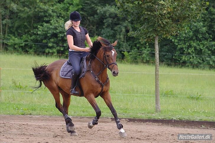 Dansk Varmblod Lille Sandagers Corona  - Træning d. 10/08 2010 foto: Sarah:) billede 12