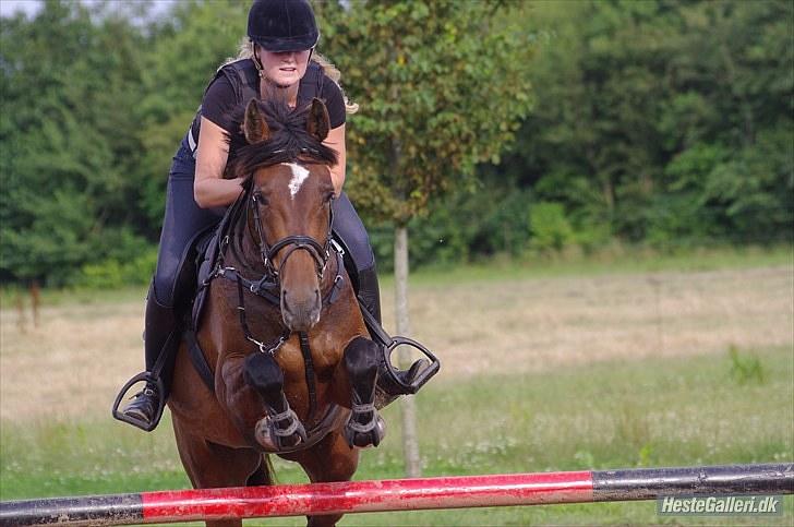 Dansk Varmblod Lille Sandagers Corona  - Træning d. 10/08 2010 foto: Sarah:) billede 15