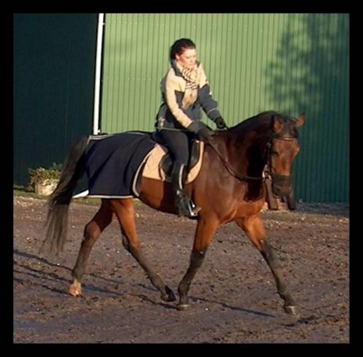 Dansk Varmblod Highlight - Lidt Gammelt billede.  billede 8