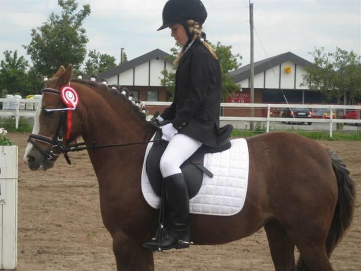 Welsh Pony af Cob-type (sec C) Fanny SOLGT :'( - Stævne på JORK og jeg vandt min første 1. plads <333 billede 6