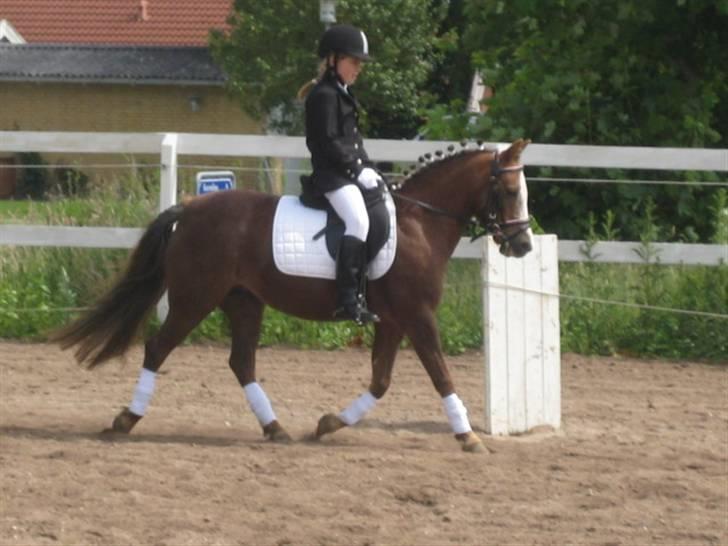 Welsh Pony af Cob-type (sec C) Fanny SOLGT :'( - stævne på JORK billede 5