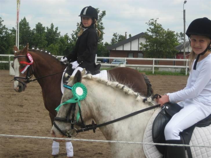 Welsh Pony af Cob-type (sec C) Fanny SOLGT :'( - Fanny og min anden pony Turbo billede 7