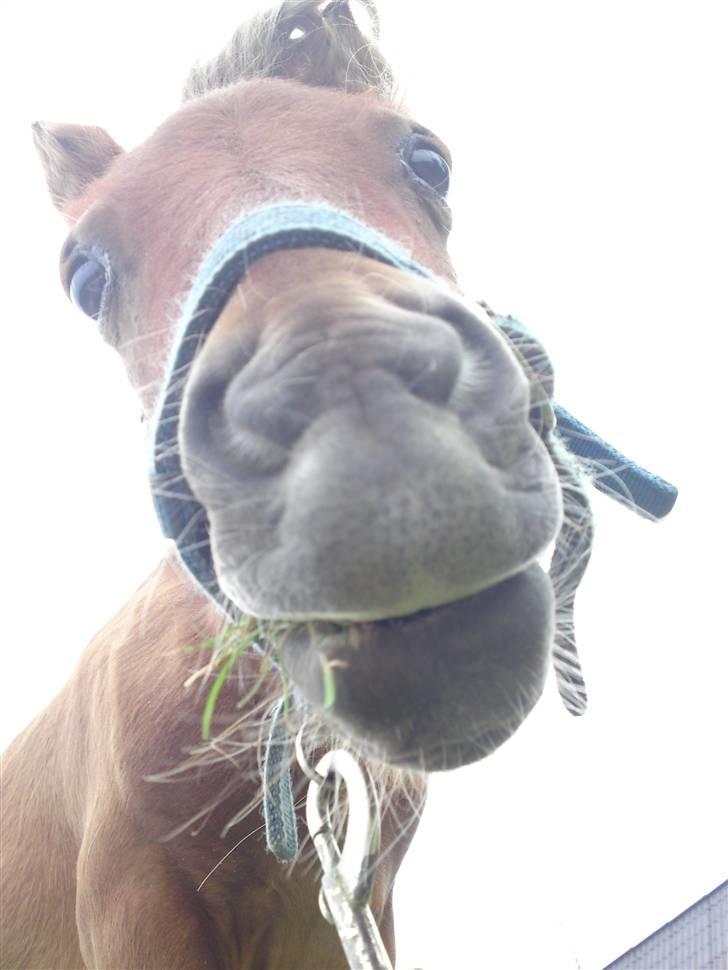 Miniature Filur ( figurt ) <3 solgt - lille filur altså :P billede 20