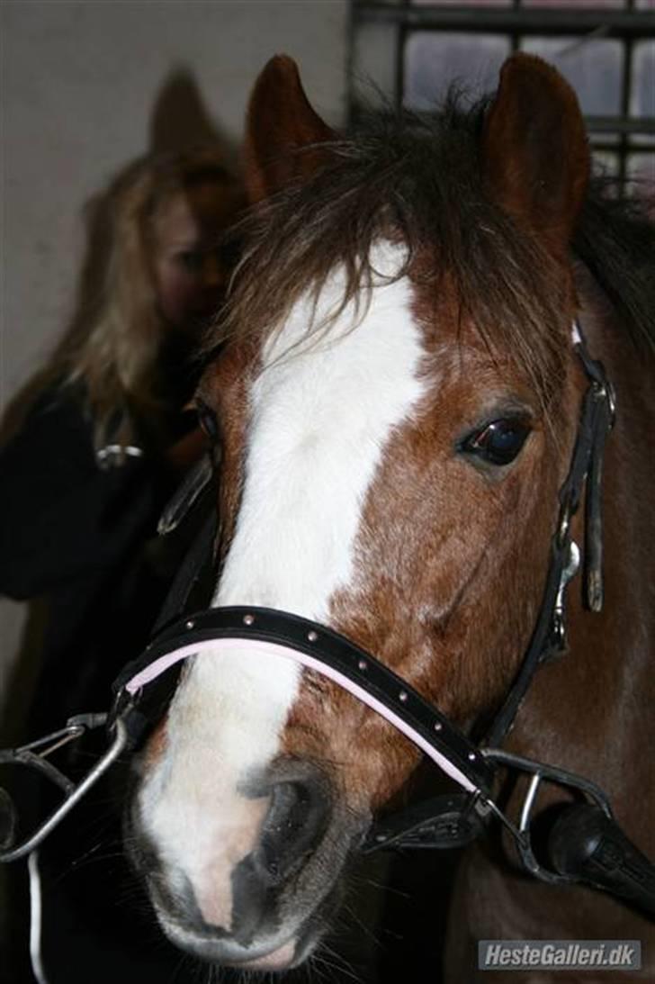 Welsh Pony af Cob-type (sec C) Fanny SOLGT :'( - Velkommen til Fanny´s profil <333 billede 2