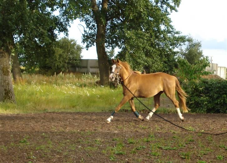 Dansk Varmblod Fairplay billede 10