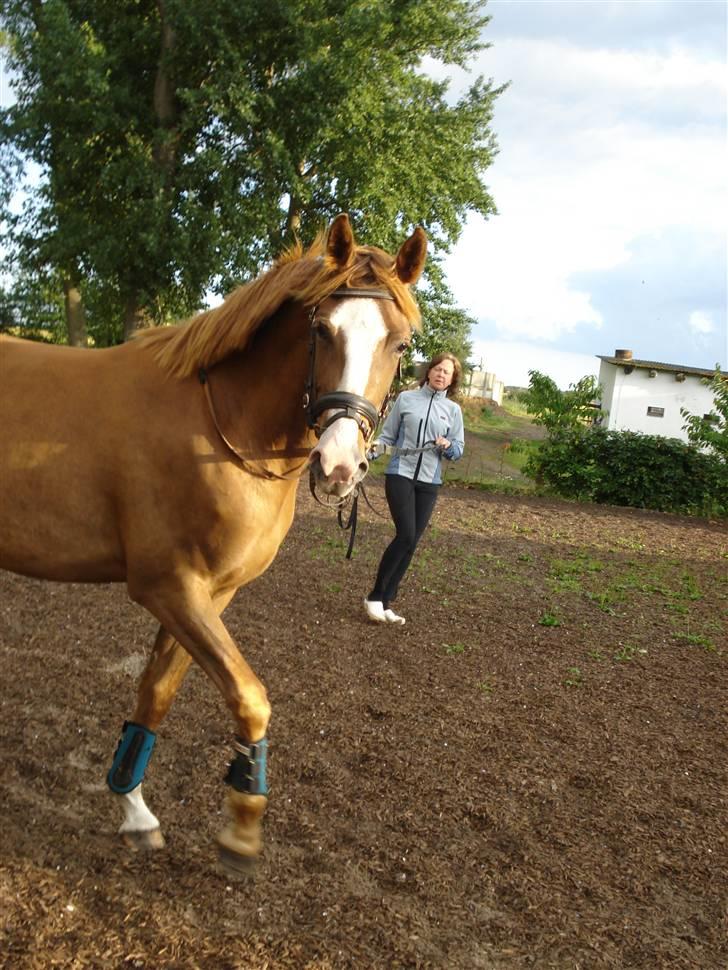 Dansk Varmblod Fairplay billede 11