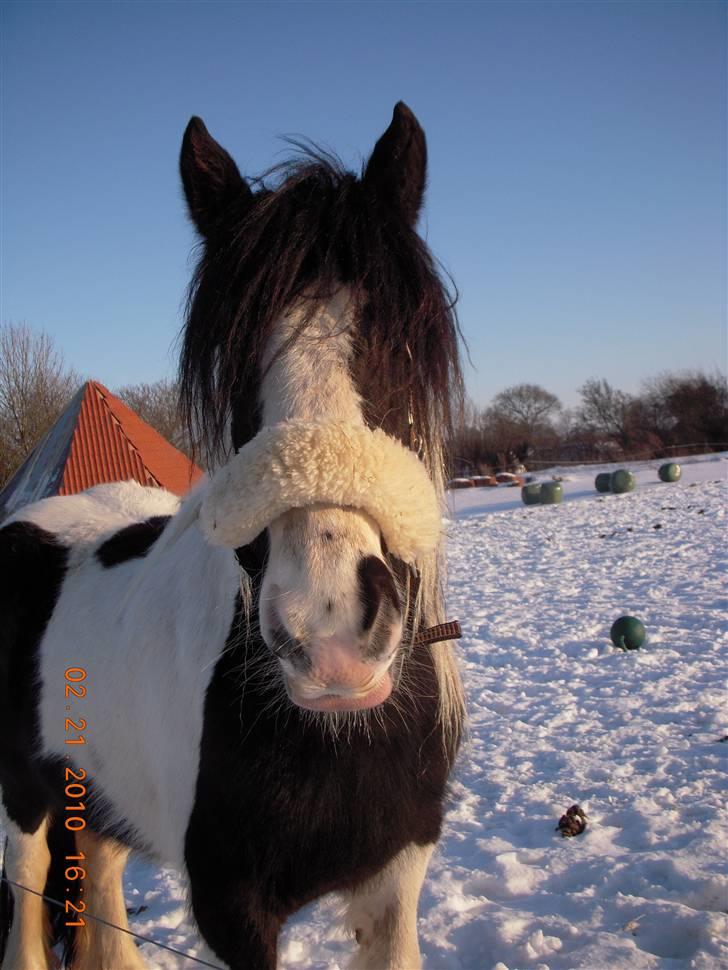 Irish Cob Romanys Cailin billede 1