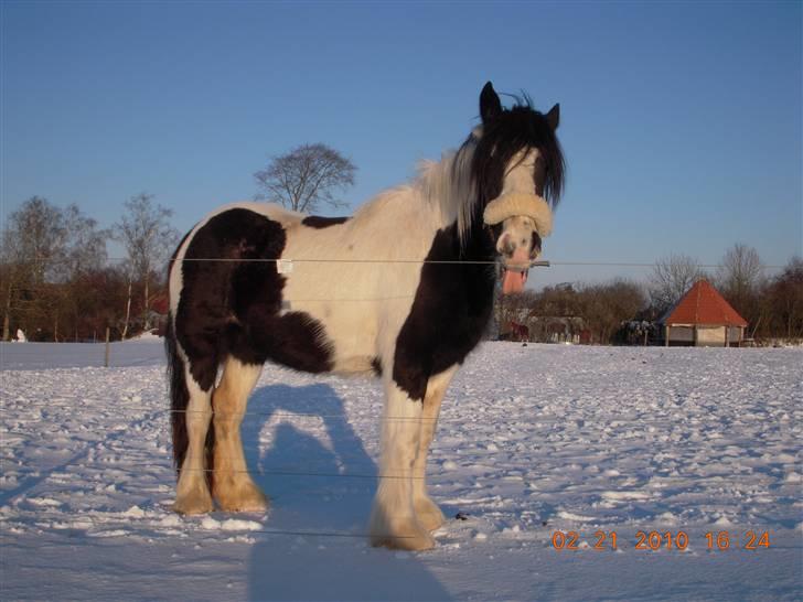 Irish Cob Romanys Cailin billede 3