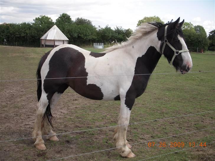 Irish Cob Romanys Cailin billede 4