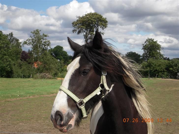 Irish Cob Romanys Cailin billede 5