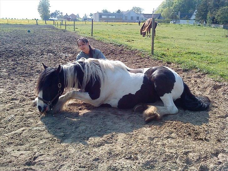 Irish Cob Romanys Cailin - NYT maj 10 billede 6